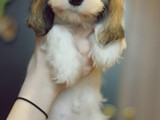 at the breeder