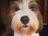 5 months - groomed :-) 